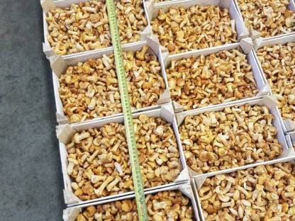 Bild 4:Steinpilze, Eierschwammerl aus Import