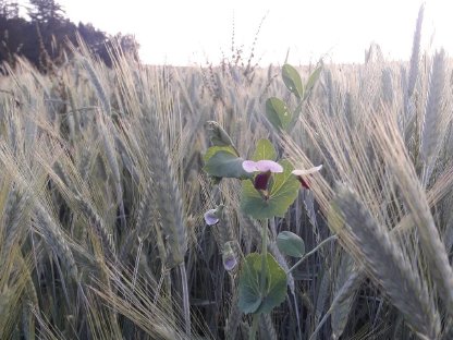 Triticale - Wintererbsen - Gemenge BIO