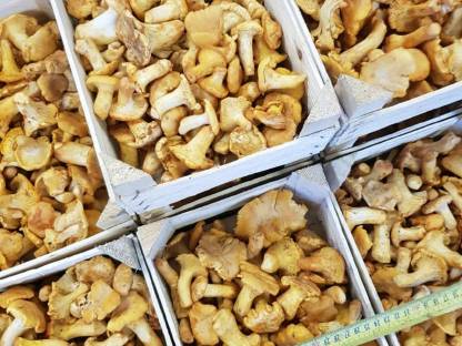 Bild 3:Steinpilze, Eierschwammerl aus Import