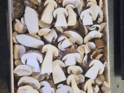 Bild 2:Steinpilze, Eierschwammerl aus Import