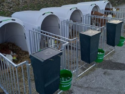 Bild 2:Kaufen Fleckvieh Zuchtkälber