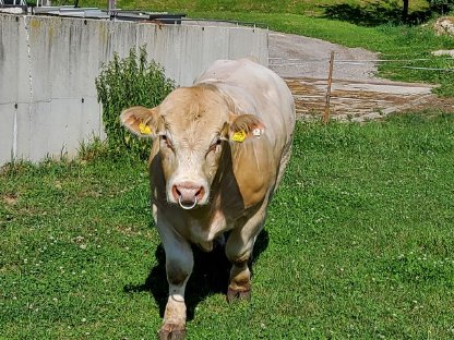 Charolais Zuchtstier