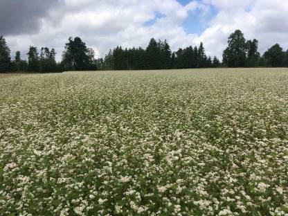 Bild 3:Bio Buchweizen, Bio Hirse