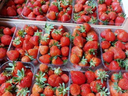 Erdbeeren aus der Steiermark