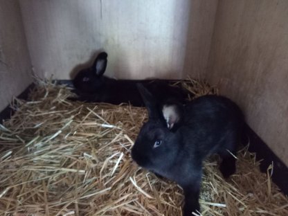 Bild 2:Schwarze Wiener