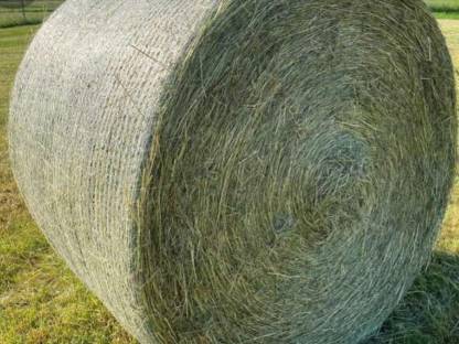 Bio Pferde Heu - Vorbestellung
