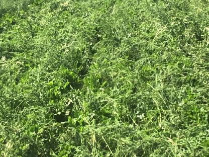 Bild 3:Klünder Unkrautzupfer Verleih