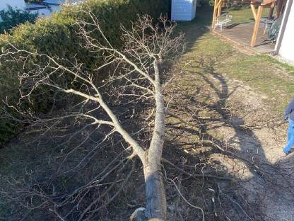 Bild 8:Holzschlägerung & Forstarbeiten