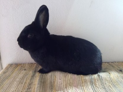 Schwarze Wiener