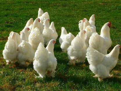 Bild 5:Bruteier Brahma rein weiß große Rasse