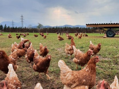Bild 3:Legehennen zu verkaufen