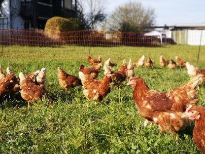 Bild 2:Legehennen zu verkaufen