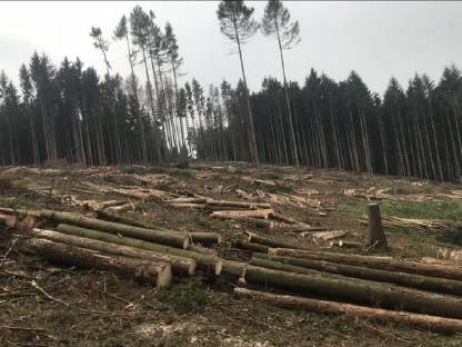 Bild 3:Div. Forstarbeiten