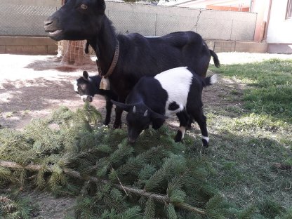 Bild 5:Zwergziegen - Kinder suchen neues Zuhause