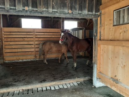 Bild 6:Einstellplatz am Bio-Pferdehof Fossenbauer frei