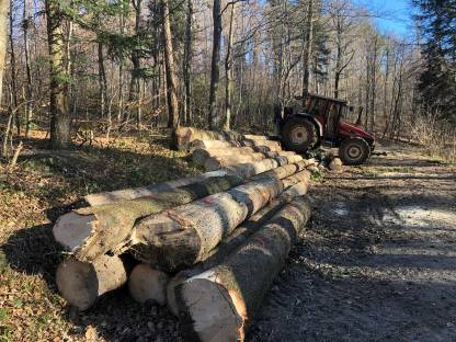 Bild 7:Holzschlägerung und mehr