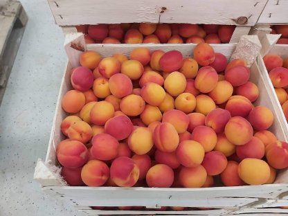 Bild 2:Marillen CAT. 1 oder Verarbeitungsware