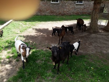 Bild 2:Zwergziegen - Kinder suchen neues Zuhause