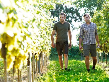 Suche Praktikanten für Weinbaubetrieb