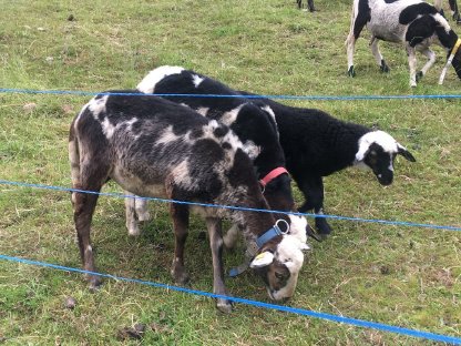 Bild 3:Bio Krainer Steinschafe und Lämmer weiblich