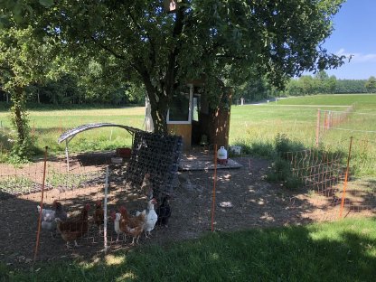 Bild 3:Freilandeier und Nudeln