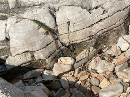 Bild 8:Dolliachse mit Hydraulikversorgung