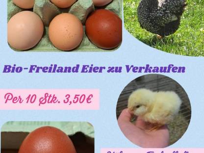 Bio Freiland Eier