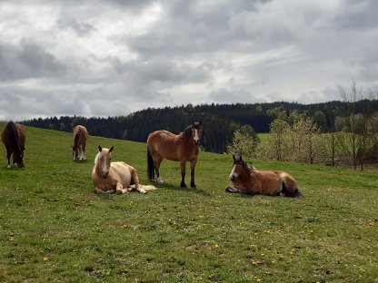 Bild 5:Einstellplatz am Bio-Pferdehof Fossenbauer frei