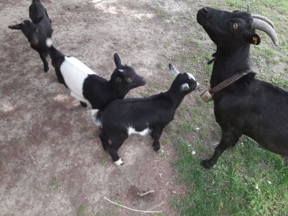 Bild 3:Zwergziegen - Kinder suchen neues Zuhause