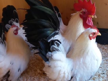 Zwerghühner, Chabo, Perlhühner, Springsittiche, Agaporniden