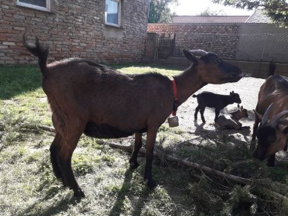 Bild 6:Zwergziegen - Kinder suchen neues Zuhause