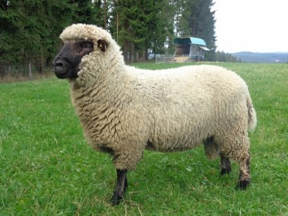 Shropshire Zuchtwidder