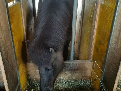 Bild 4:Einstellplatz am Bio-Pferdehof Fossenbauer frei