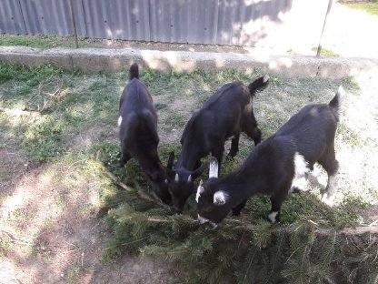 Bild 7:Zwergziegen - Kinder suchen neues Zuhause