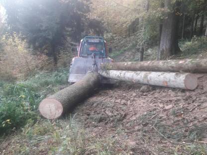 Bild 3:Holzschlägerung