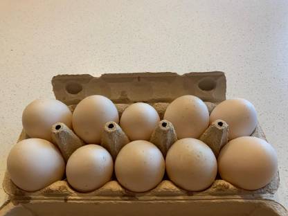 Bruteier von Warzenenten, Flugenten