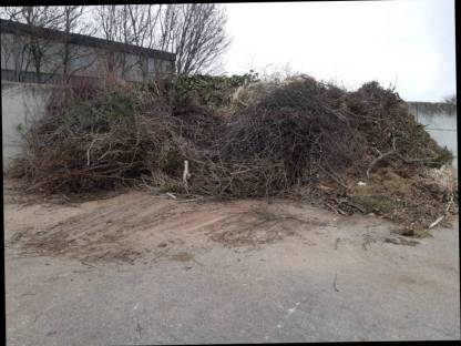 Bild 3:Günstige Rodung