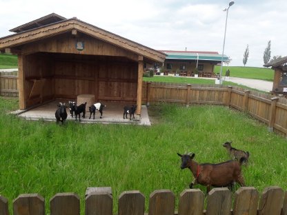 Bild 8:Zwergziegen - Kinder suchen neues Zuhause