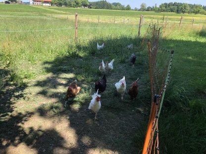 Bild 2:Freilandeier und Nudeln