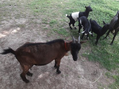 Bild 4:Zwergziegen - Kinder suchen neues Zuhause