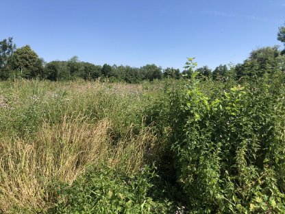 Bild 5:Jungesbestandspflege / Grünraumpflege