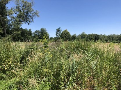 Bild 4:Jungesbestandspflege / Grünraumpflege