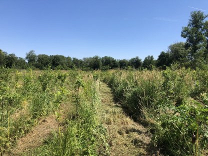 Bild 6:Jungesbestandspflege / Grünraumpflege