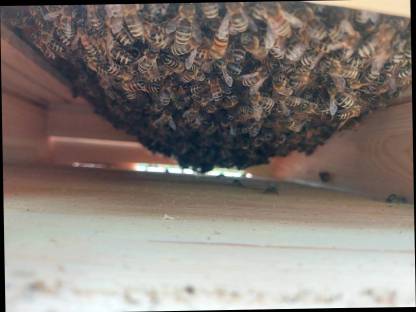 Bienen Ableger Schwärme