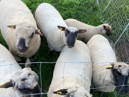 Shropshire Schafherde zu verkaufen