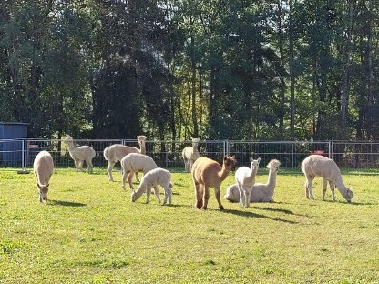 Bild 4:Alpakaflies, Alpakawolle