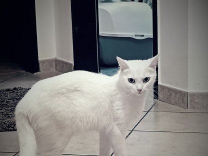 Weiße Katze 