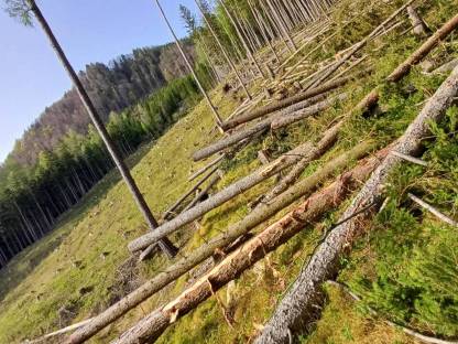 Bild 7:Forstarbeiten/Vorschlägern