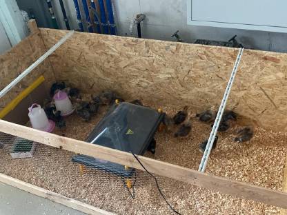 Tagesküken der Rasse Bielefelder Kennhühner Hennen