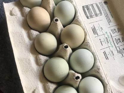 Grüne Eier, bio gefüttert